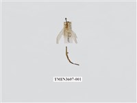 藏品(蟻蛉83)的圖片